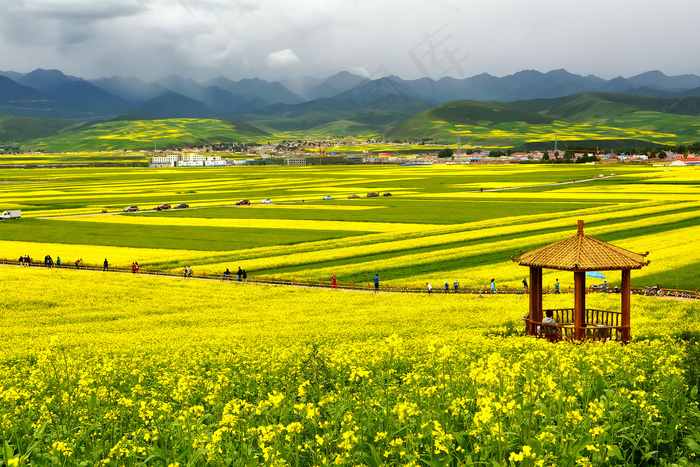青海门源油菜花风景