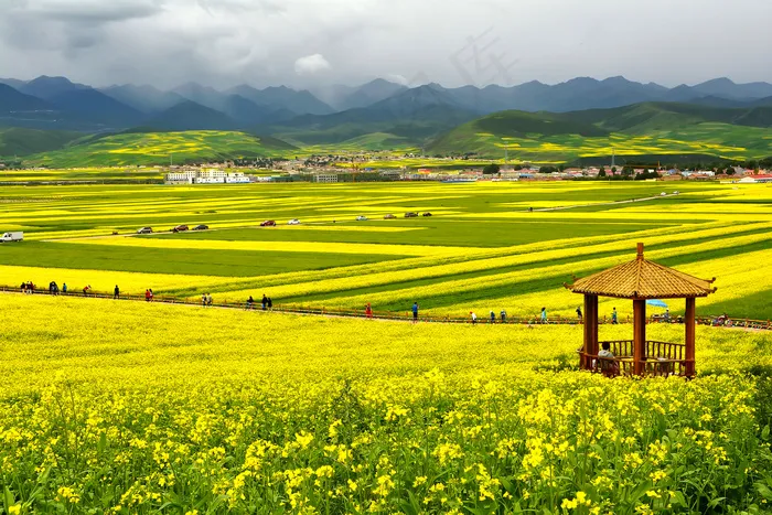 青海门源油菜花风景
