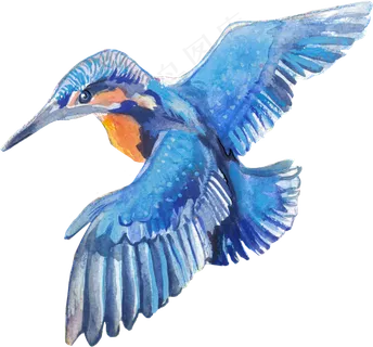 手绘植物和鸟卡通透明素材合集