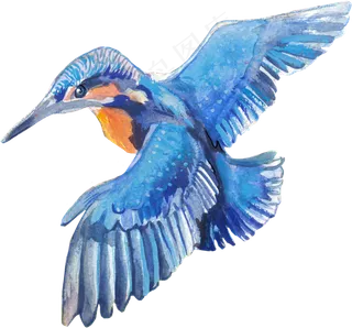 手绘植物和鸟卡通透明素材合集