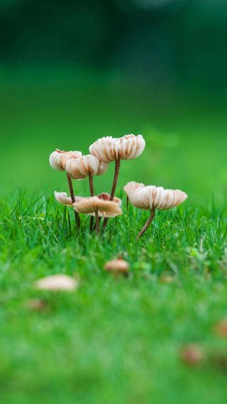 植物花草高清摄影图片