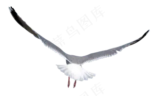 动物免抠png图片ps素材飞鸟