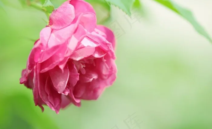 杜鹃花