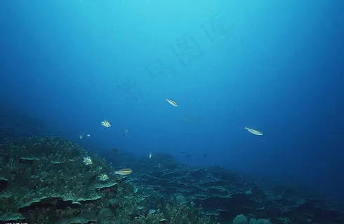 海底世界图片
