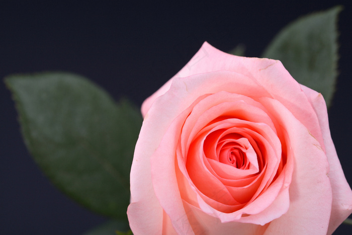 粉色玫瑰花静物设计素材