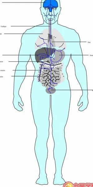内脏解剖图
