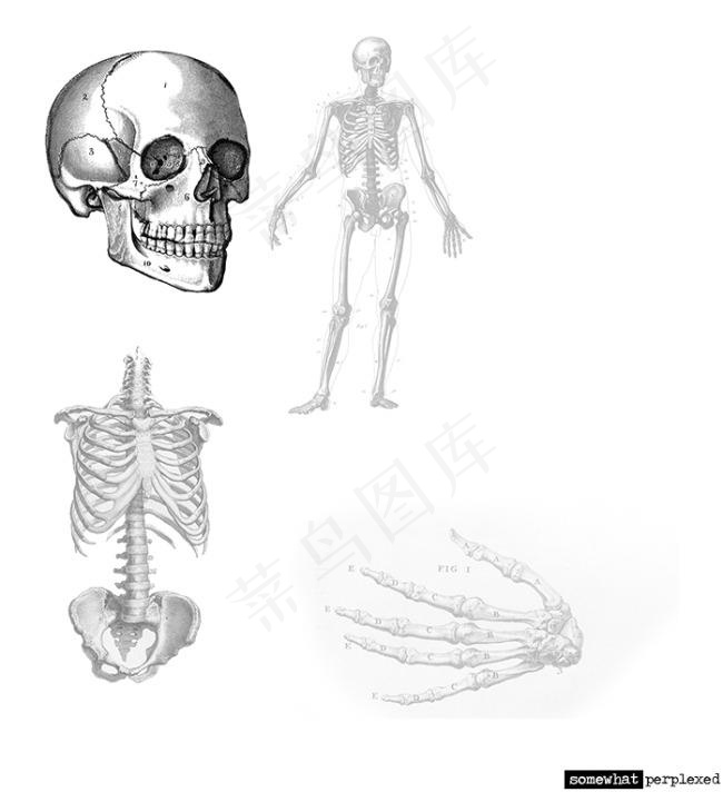 Photoshop骷髅人体骨骼笔刷...