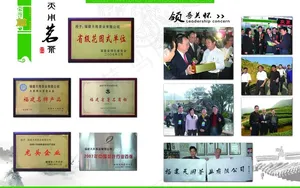 茶叶画册图片