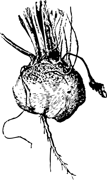 萝卜，甜菜剪贴画