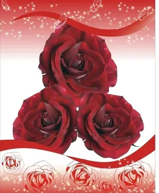 红玫瑰图片