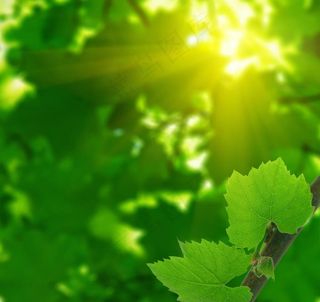 阳光下的绿叶高清图片