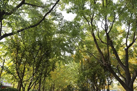 枫树林图片 枫树林图片