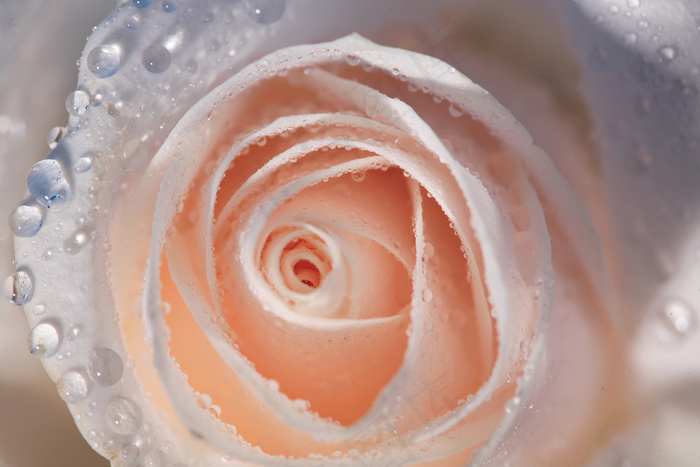 粉色玫瑰花静物设计素材