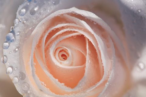 粉色玫瑰花静物设计素材