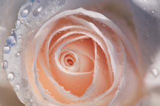 粉色玫瑰花静物设计素材