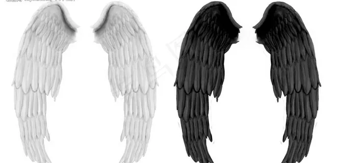 白色和黑色翅膀图片 白色和黑色翅膀图片