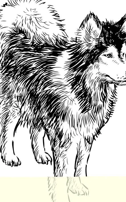 手工绘制的爱斯基摩狗矢量05ai矢量模版下载