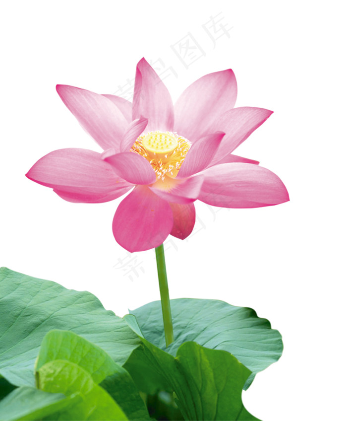 清新绿色水墨画荷花莲花png免扣设...