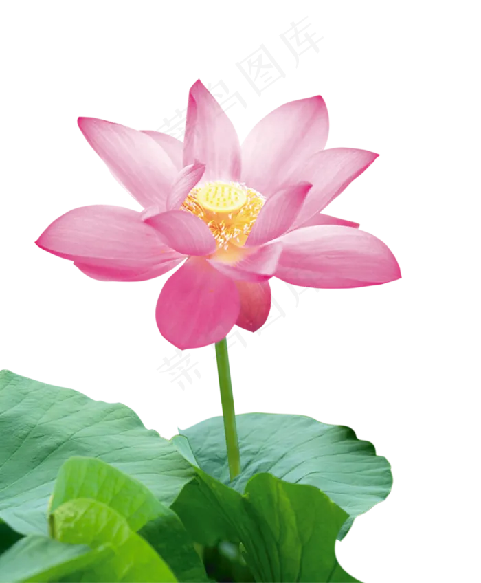 清新绿色水墨画荷花莲花png免扣设...