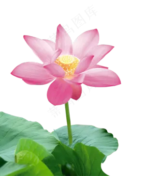 清新绿色水墨画荷花莲花png免扣设...