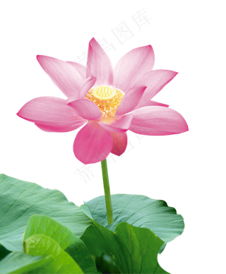 清新绿色水墨画荷花莲花png免扣设...