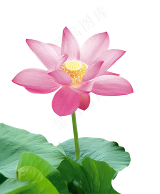 清新绿色水墨画荷花莲花png免扣设...