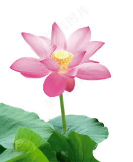 清新绿色水墨画荷花莲花png免扣设... 清新绿色水墨画荷花莲花png免扣设...