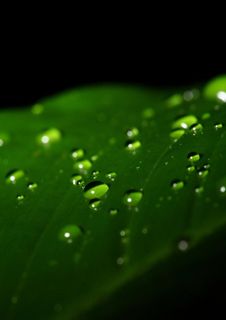 树叶上的水珠图片 树叶上的水珠图片