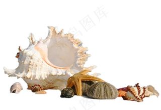 海螺免抠素材PSD分层