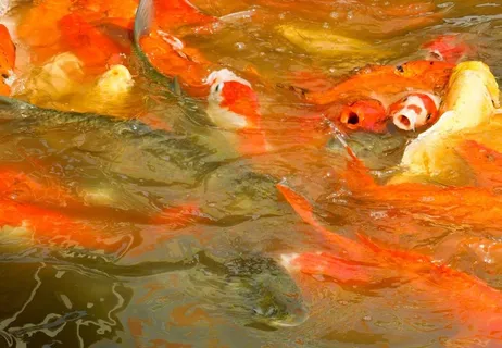 赣州宝葫芦农庄红鲤鱼图片 赣州宝葫芦农庄红鲤鱼图片