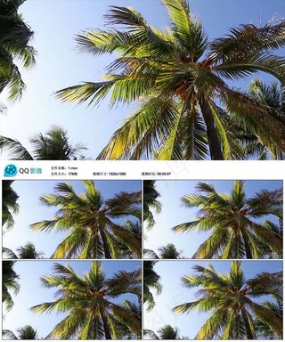 海滩椰子树视频