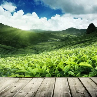 茶园淘宝主图模板