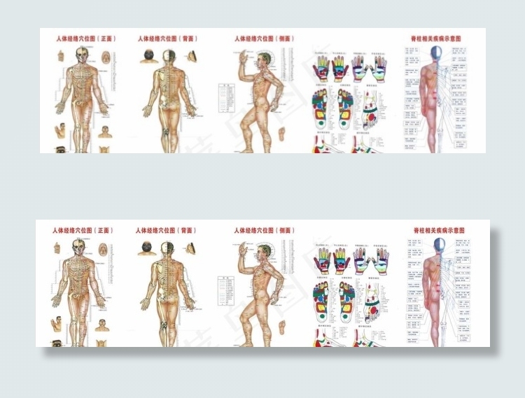 手足穴位图图片cdr矢量模版下载