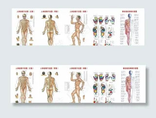 手足穴位图图片