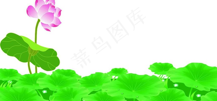 精美荷花图片