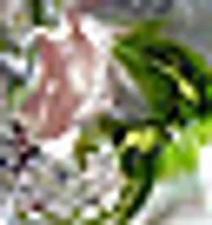 摄影网页英文模板