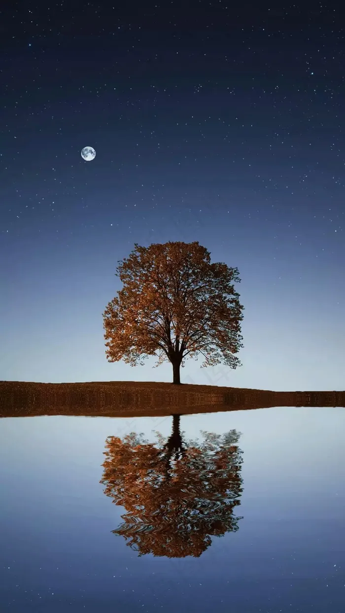 月亮下的树和水中倒影高清摄影图片