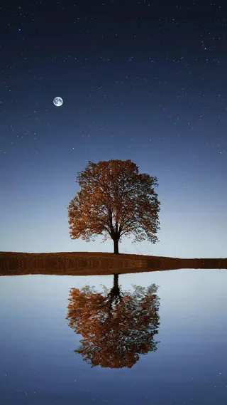 月亮下的树和水中倒影高清摄影图片