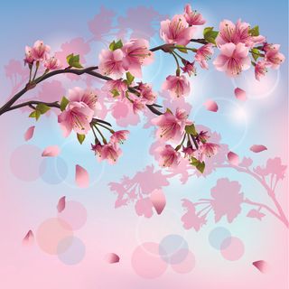 春天开花的树花背景