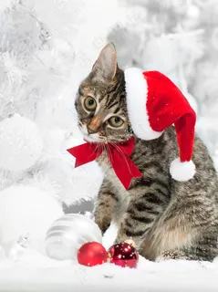 圣诞动物图片图片