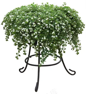 高清免抠植物白可花