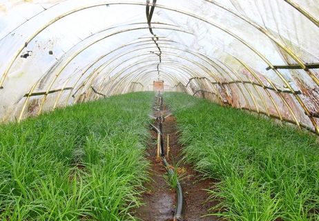 农业大棚摄影图片