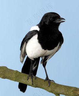 树枝上的喜鹊图片