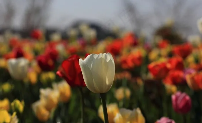 上海植物园 郁金香展图片