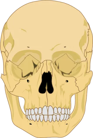 人类头骨的剪辑艺术