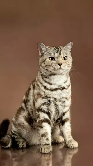 猫咪高清摄影图片