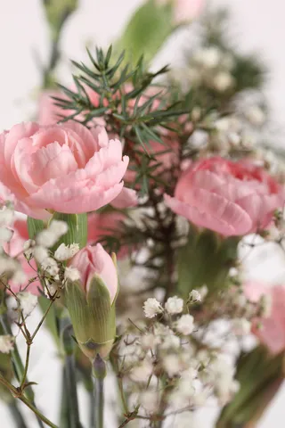 满天星与康乃馨