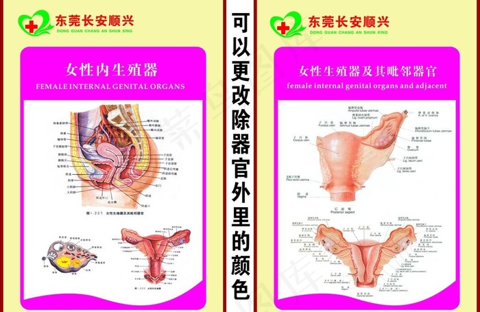 器官解剖图图片