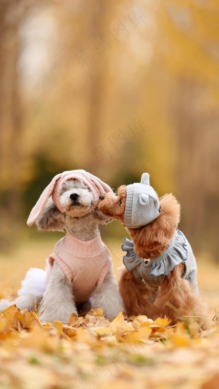 穿着衣服可爱的两只小狗高清摄影图片