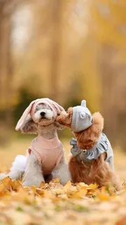 穿着衣服可爱的两只小狗高清摄影图片